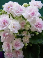 Kentucky Gooseberries (арт. 1-206)