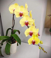 Phal Tiannong Yellow Butterfly 1.7 (мох) ПРИЇЗД В ЧЕРВНІ
