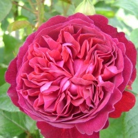 Троянда «Вільям Шекспір»
