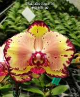 Підлітки орхідей від Міккі. Phal. Miki Crown '16' SM_TOGA Ціна дійсна для передзамовлення