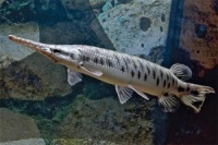 Панцирная щука или рыба-аллигатор (лат. Lepisosteidae) 10-12см