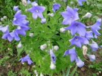 Платикадон