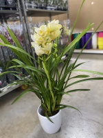 Орхідея Цимбідіум, магазин квітів на подолі, букет квітів, замовити доставка
