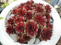 Молодило Sempervivum 'Firebird'