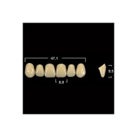 Акриловые зубы Tribos 501, фронт, верх - O54 А1