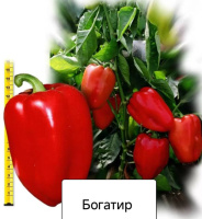 перець Богатир