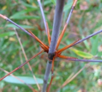 Бамбук Fargesia scabrida (Asian wonder)