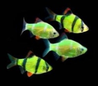 барбус GloFish