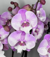 Phal Fancy Lips 1.7 (мох) ПРИЇЗД В ЧЕРВНІ