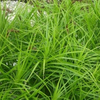 Осока пальмолистная (Carex muskingumensis)