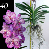 NEW ! Vanda Chulee Classic Pink