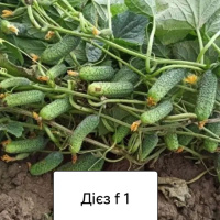 огірок Дієз F1 (Diyez)