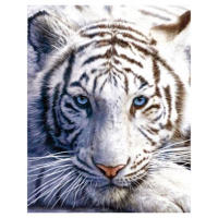 Мини-постер Белый тигр 61 x 91,5 cм