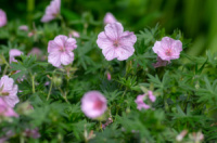 Герань “Striatum” (Geranium sanguineum ‘Striatum’)