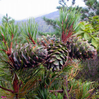 Сосна кедровая Корейская (Pinus koraiensis)