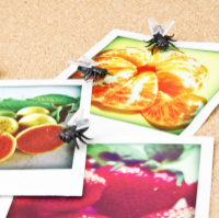 Набір кнопок «Муха»