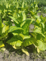 семена Virginia Gold (Вирджиния Голд)