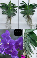 V. Pakchong Blue 'Sathien'