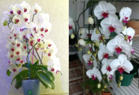 Доступні для відправки з 22 квітня 2026р. Association квіти 9 см 1.7 (торфстакан)