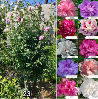 Гибискус древовидный мультипрививка из 10 сортов № 23