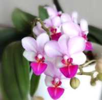 Phal Liu's 1.7 (мох) ПРИЇЗД В ЧЕРВНІ