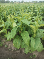 Сорт табака «Ориноко Оскуро» (Orinoco Oscuro)