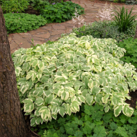 Снить ряболиста (Aegopodium podagraria ‘Variegata’)