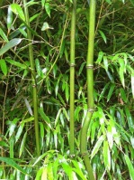 Бамбук Phyllostachys aureosulcata Alata