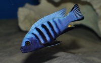 Cynotilapia pulpican (Цинотиляпия пульпикан) 4см