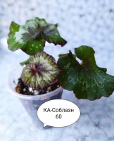 Бегонія КА-Соблазн