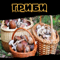 Гриби