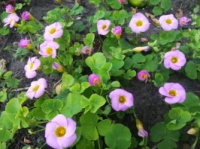 Кислица прижатая (Oxalis depressa) цена за 1 растение(луковичное)