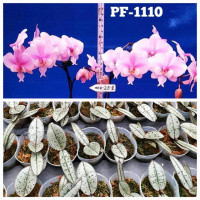 Phal Schilleriana 'kf' with silver leaves 1.7 (мох) ПРИЇЗД В ЧЕРВНІ