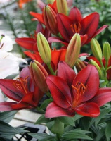 Лілія азіатська низька Tiny Rocket