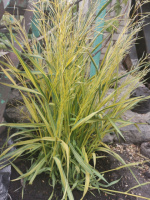 Bromus inermis Skinners Gold