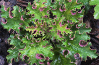 Гейхера Sashay