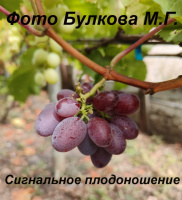 Солнечные дольки