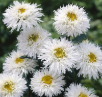 Ромашка (нивяник) махровая «Крейзи Дейзи» (Leucanthemum superbum Crazy Daisy)