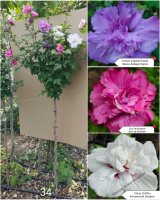 Гібіскус переплетений триколірний махровий №34