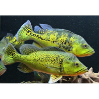 Цихла Келбери