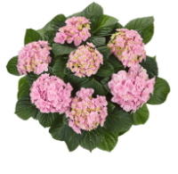Гортензия крупнолистная «Флорентина Пинк» «Florentina Pink»