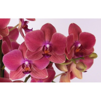 Phal Flamenco 1.7 (торфстакан)