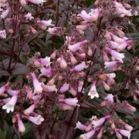 ​Пенстемон Дарк Тауэрс (Penstemon Dark Towers)