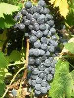 Виноград Левадийский черный – (вегетирующий саженец)