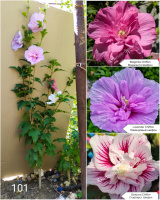 Гибискус древовидный мультипрививка из 3 сортов №101