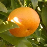 Эфирное масло Мандарина 10 мл