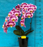 Phal Harck Purple Queen 1.7 (мох)