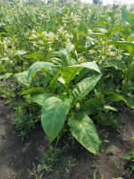 Сорт табака Corojo 99