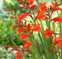 Крокосмія Red King . упаковка - 5 шт. ( Крокосмия Ред Кинг )