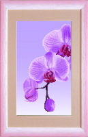 СБ-295 Орхидея 17Х30